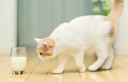 猫咪不肯吃化毛片怎么办