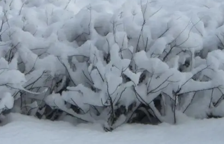 2021大雪节气过后是不是越来越冷