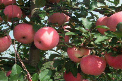 苹果春梢停长的原因是什么