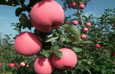 苹果春梢停长的原因是什么