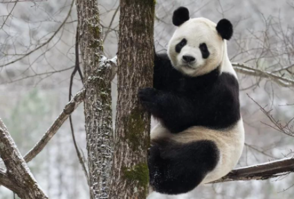 成都熊猫基地冬季几点去好