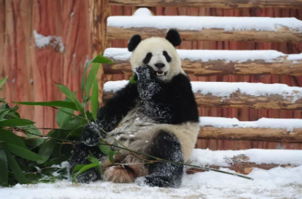 成都熊猫基地冬季几点去好