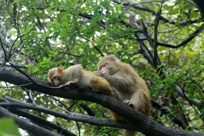 神农山风景区(灵秀神农山)