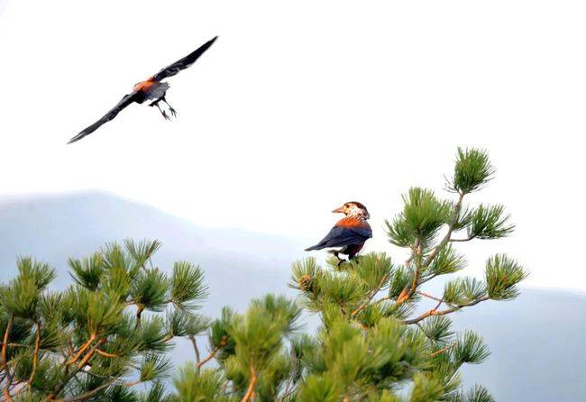 神农山风景区(灵秀神农山)
