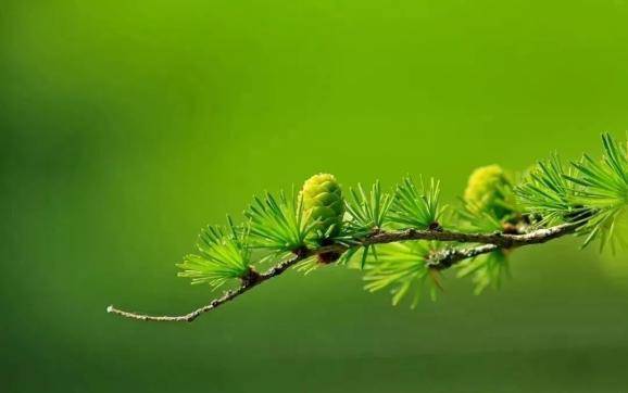 诗中有画画中有诗（王维最美的16句经典唐诗）