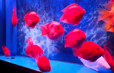 鹦鹉鱼冬天冬眠吗