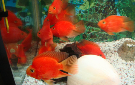 鹦鹉鱼冬天冬眠吗