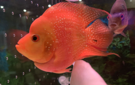 鹦鹉鱼冬天冬眠吗