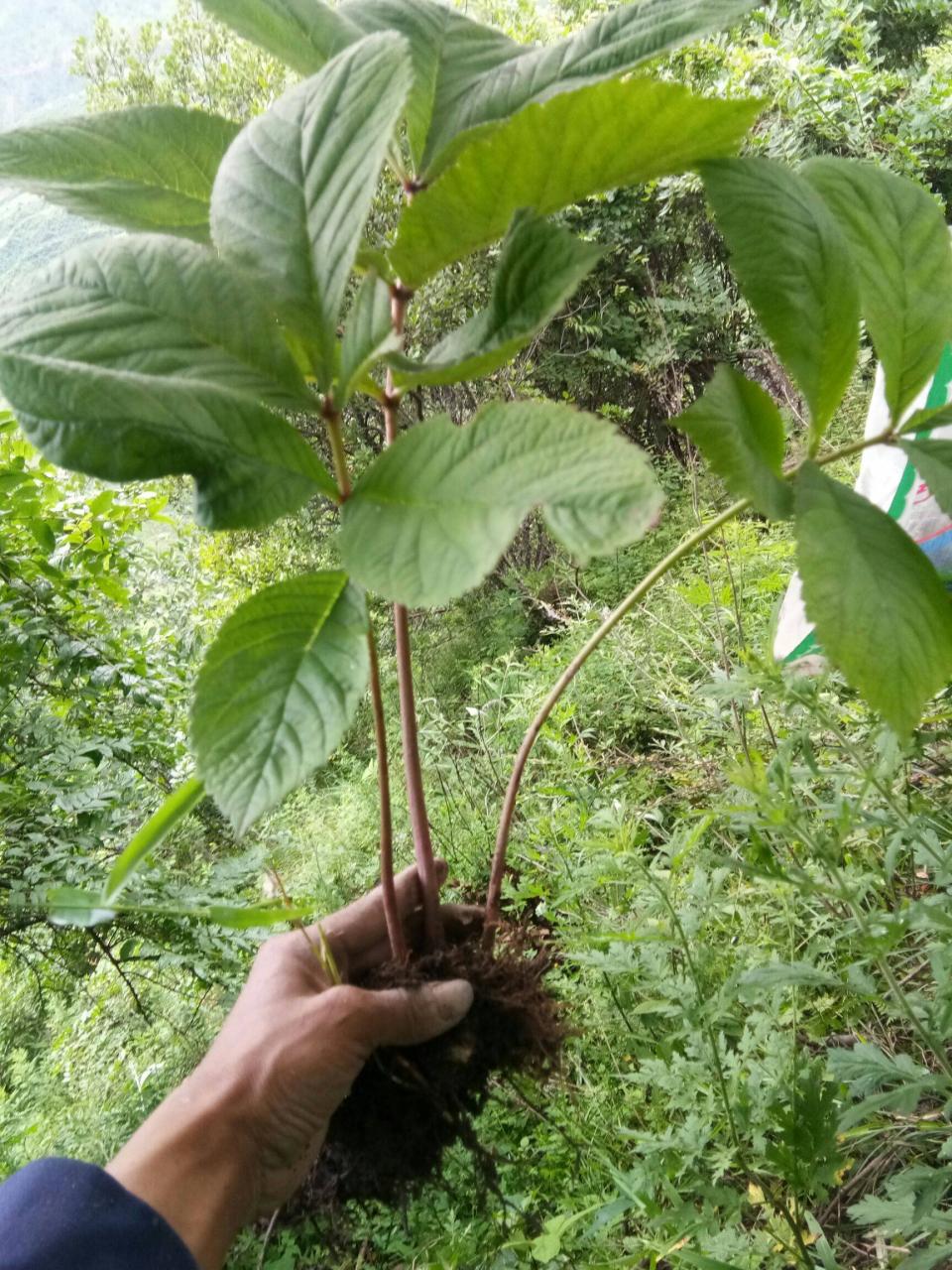 白术种植技术（白术人工种植技术及种植注意事项）