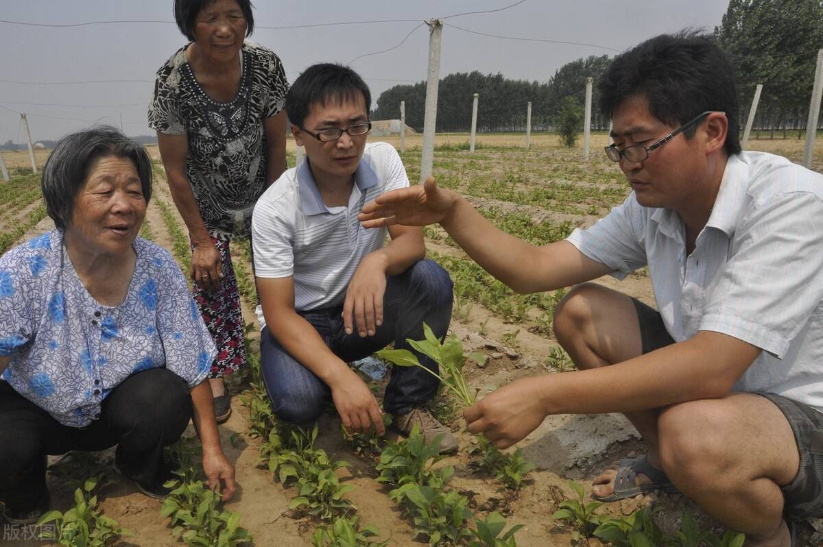 白术种植技术（白术人工种植技术及种植注意事项）