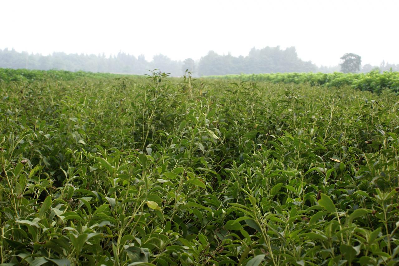 白术种植技术（白术人工种植技术及种植注意事项）