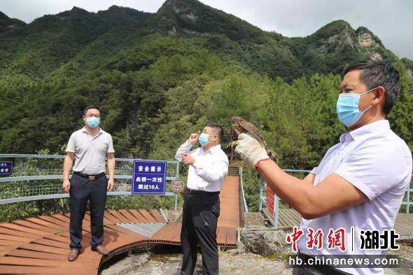 湖北五峰(松雀鹰闯入农家 保护区放生自然)