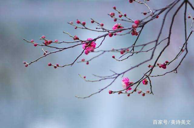 诗词大会第六季(诗词大会第6季冠军)