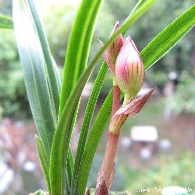 变色龙教案(《变色龙》优秀教案)