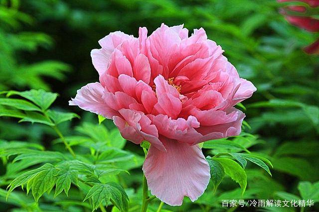 变色龙教案(《变色龙》优秀教案)