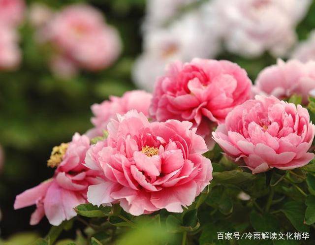 变色龙教案(《变色龙》优秀教案)