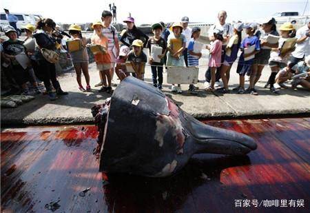 海豚救人(海豚救人是天性使然?)