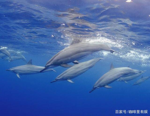 海豚救人(海豚救人是天性使然?)