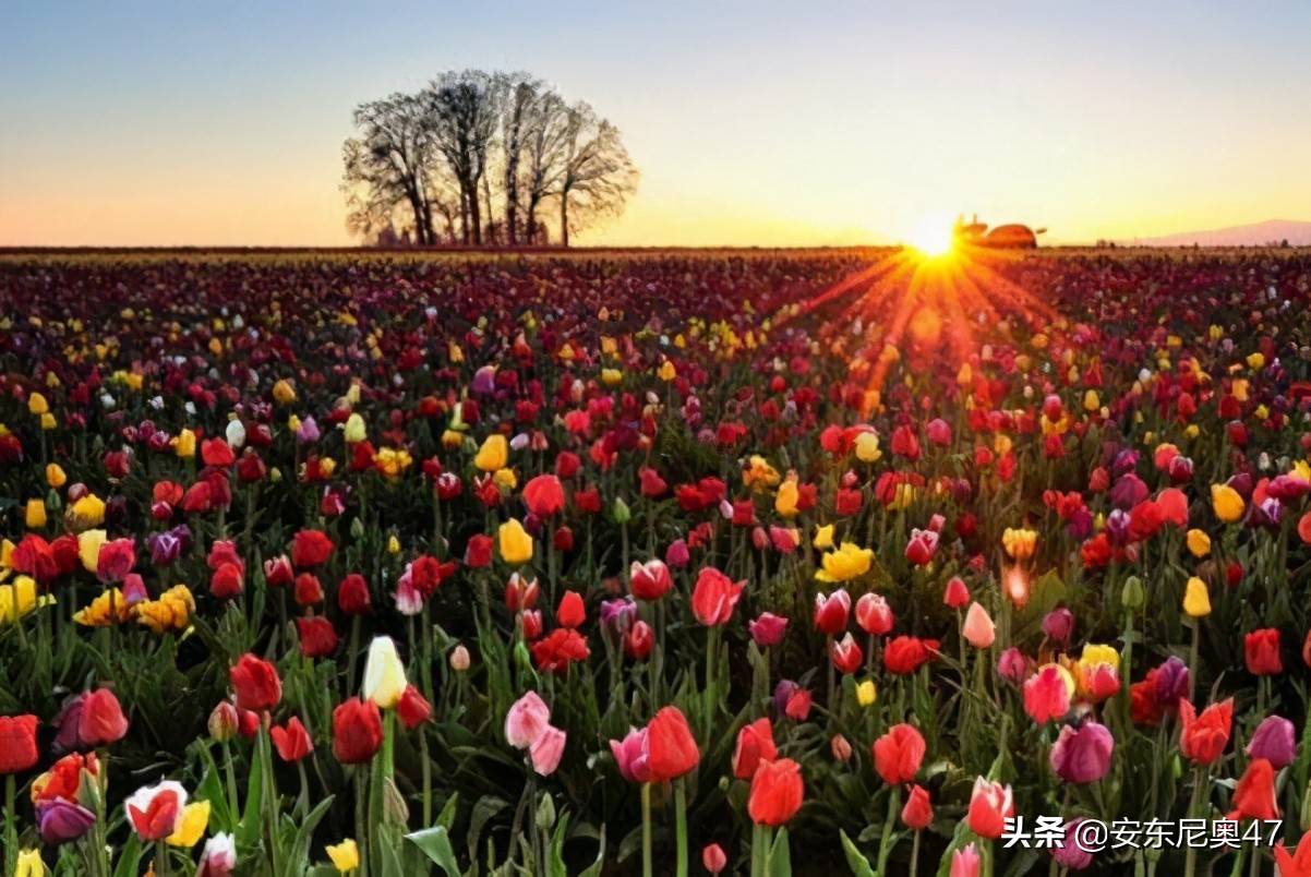 紫色郁金香的花语(郁金香的花语和传说)