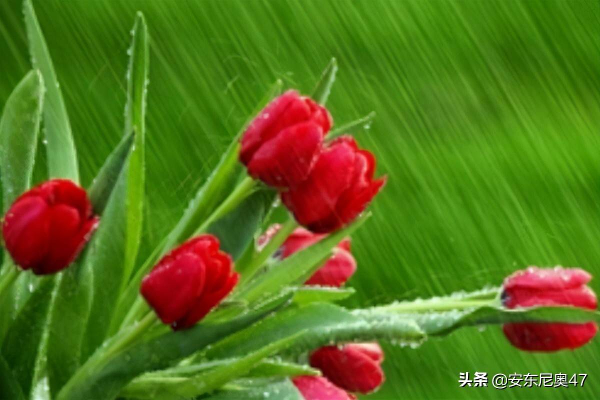 紫色郁金香的花语(郁金香的花语和传说)