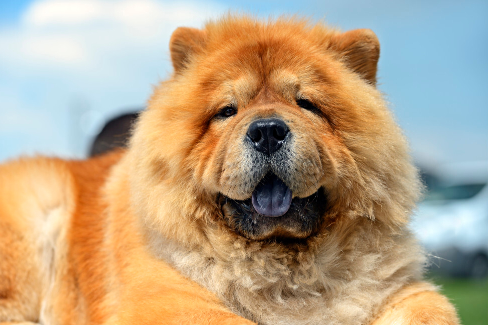 松狮好养吗(三分钟带你了解松狮犬)