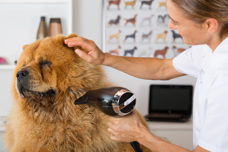 松狮好养吗(三分钟带你了解松狮犬)