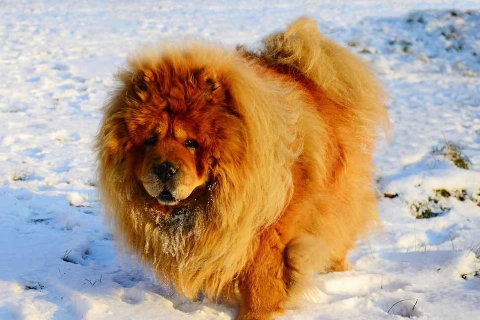 松狮好养吗(三分钟带你了解松狮犬)