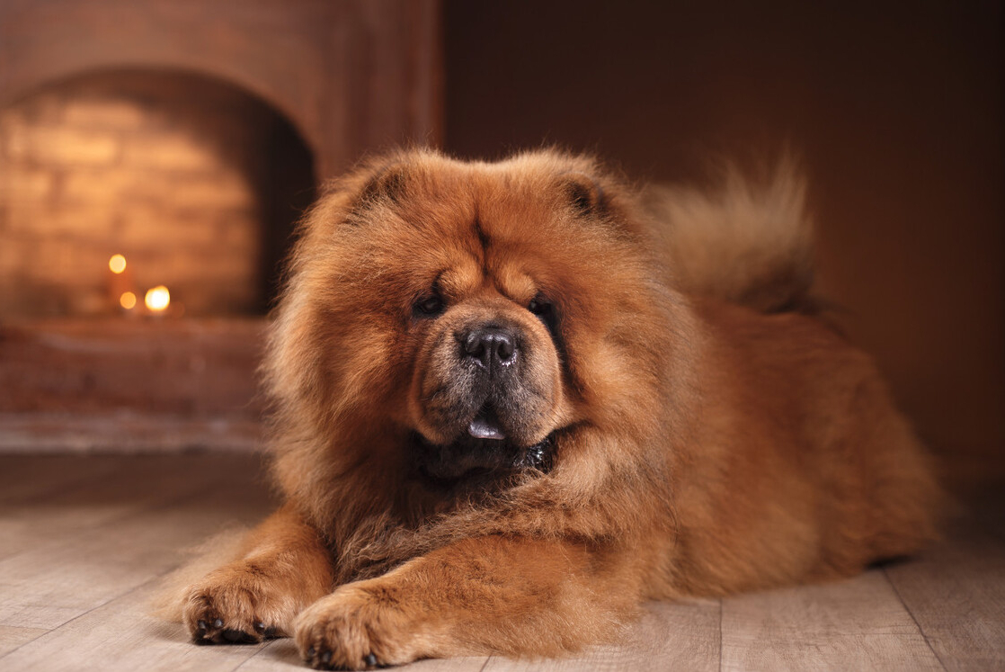 松狮好养吗(三分钟带你了解松狮犬)