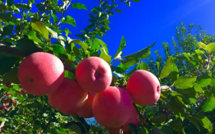 苹果倒春寒后怎么补救