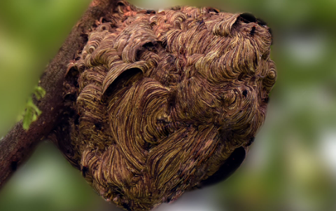 马蜂最怕三种药