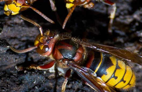 马蜂最怕三种药