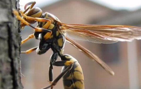 马蜂最怕三种药