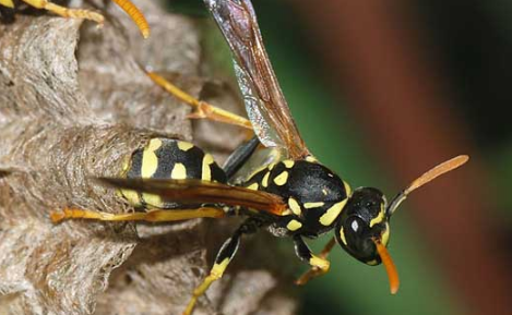 马蜂被打死了会不会来更多