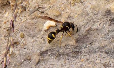 马蜂被打死了会不会来更多