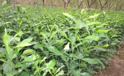香橼苗如何栽培