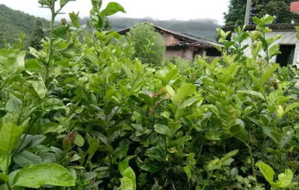 香橼苗如何栽培