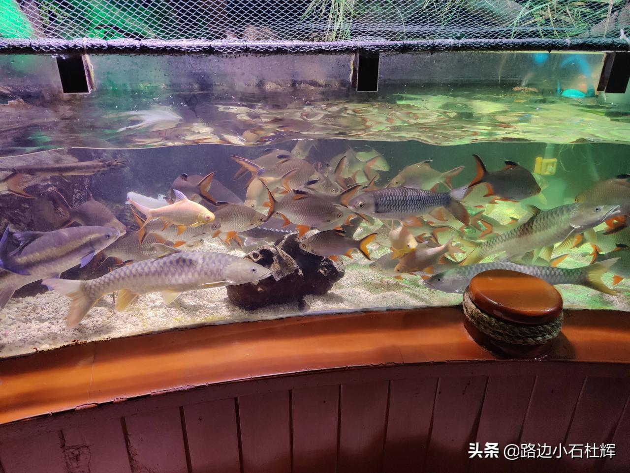北京太平洋海底世界（北京三个海洋馆哪个好）