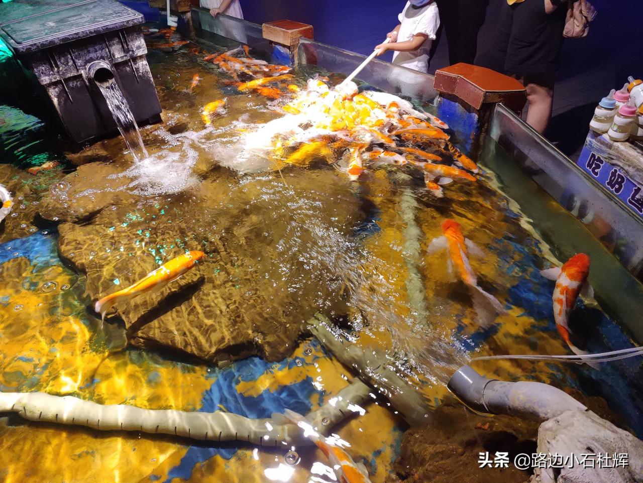 北京太平洋海底世界（北京三个海洋馆哪个好）