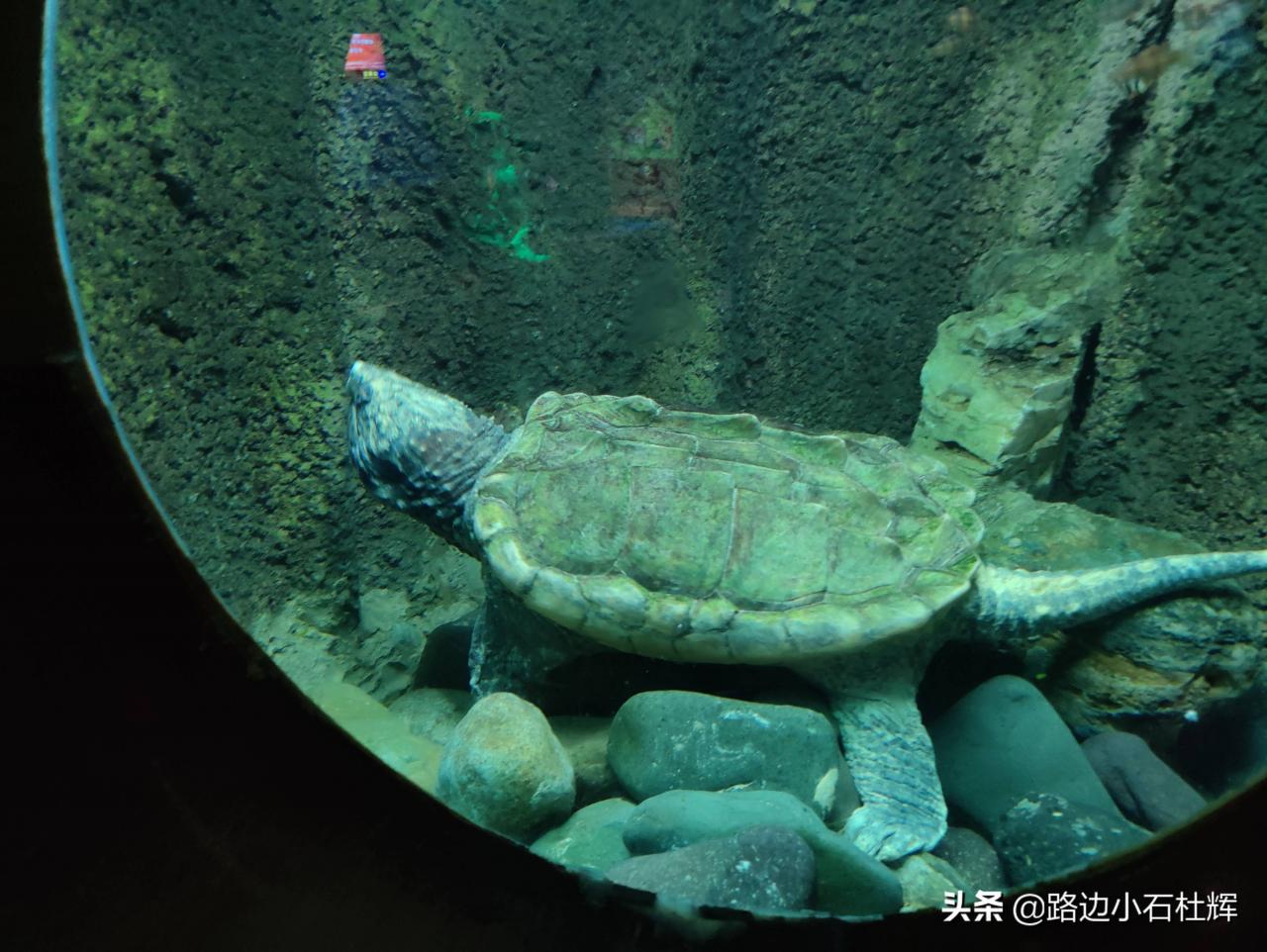 北京太平洋海底世界（北京三个海洋馆哪个好）