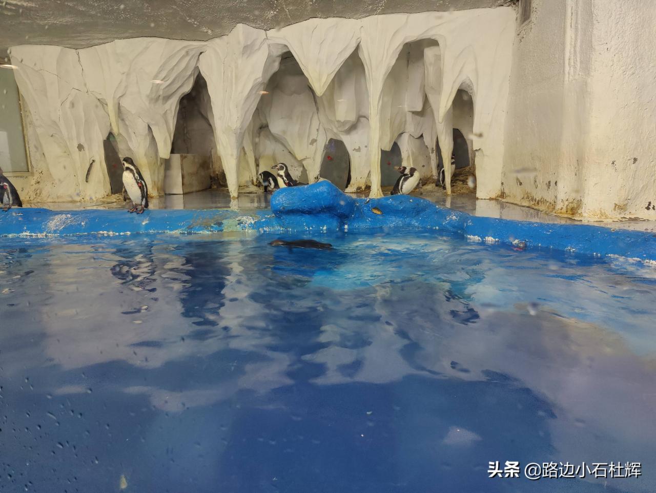 北京太平洋海底世界（北京三个海洋馆哪个好）