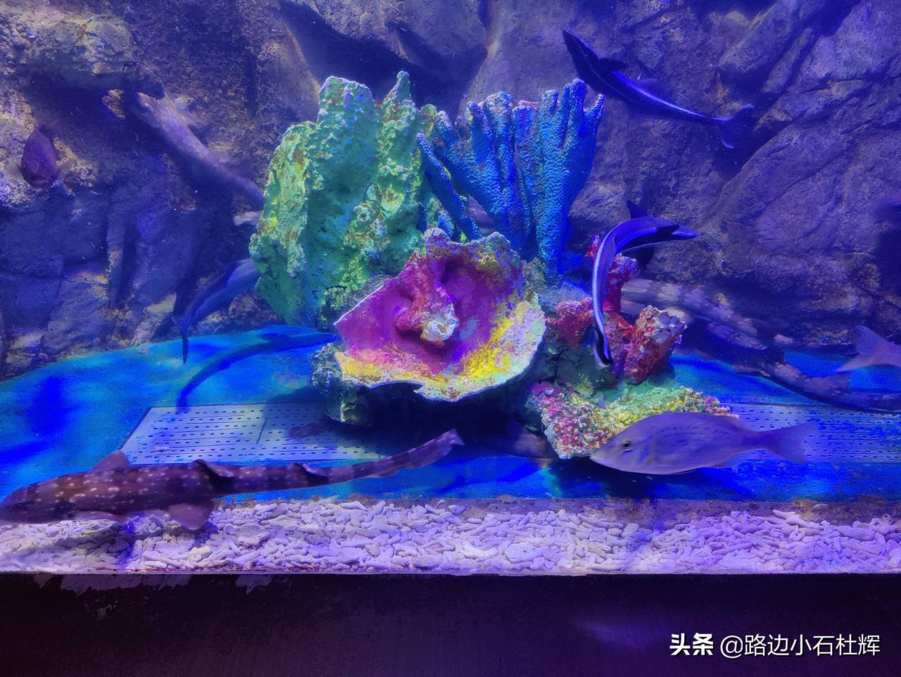 北京太平洋海底世界（北京三个海洋馆哪个好）