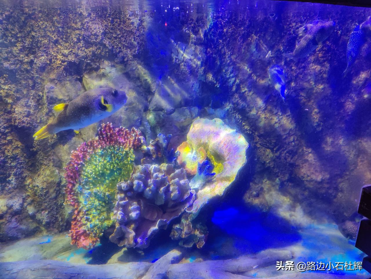 北京太平洋海底世界（北京三个海洋馆哪个好）