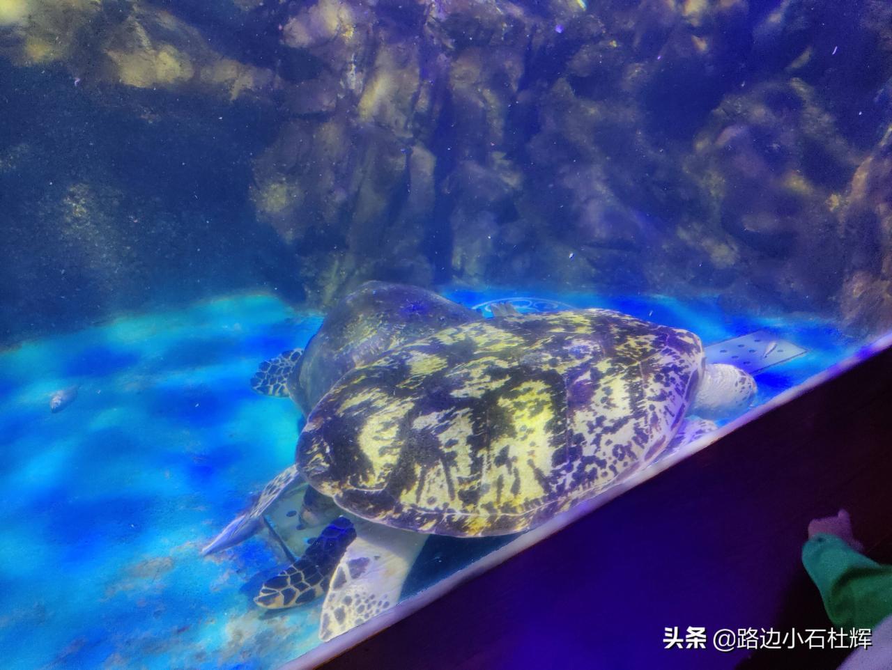 北京太平洋海底世界（北京三个海洋馆哪个好）