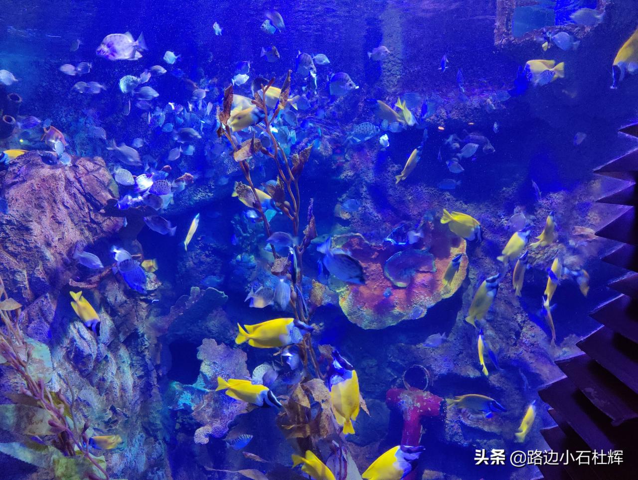 北京太平洋海底世界（北京三个海洋馆哪个好）