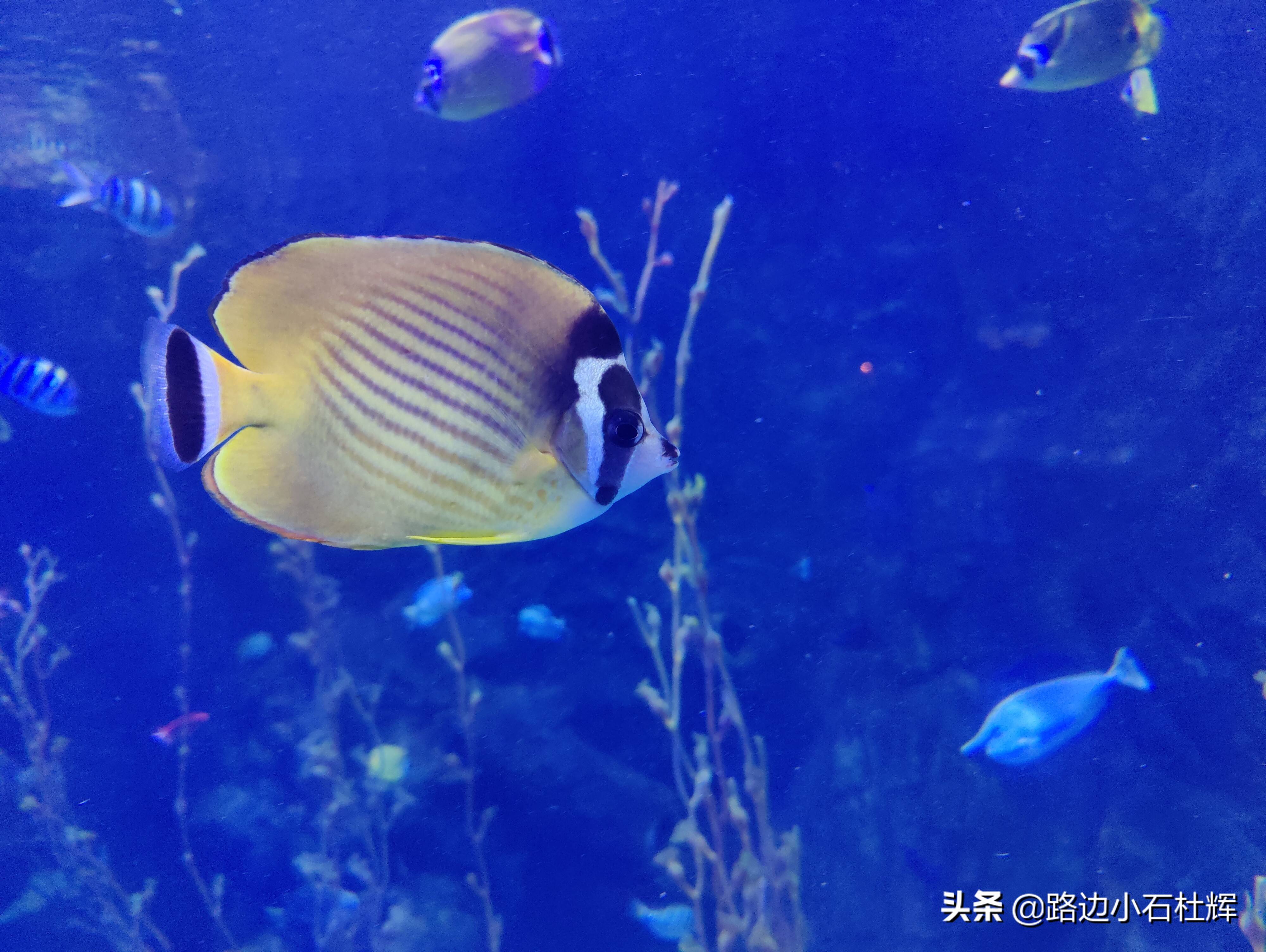 北京太平洋海底世界（北京三个海洋馆哪个好）
