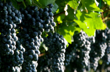 葡萄连皮带籽吃更健康吗