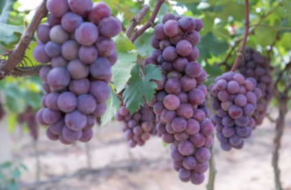 葡萄连皮带籽吃更健康吗