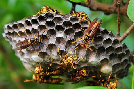 一个马蜂窝能卖多少钱