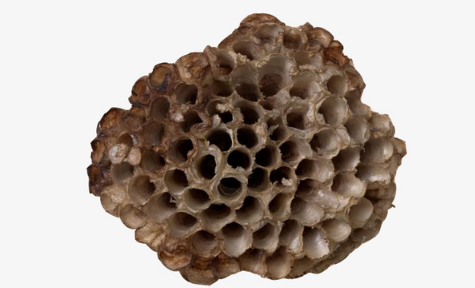 一个马蜂窝能卖多少钱