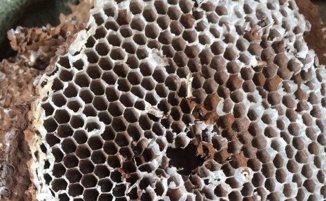 一个马蜂窝能卖多少钱